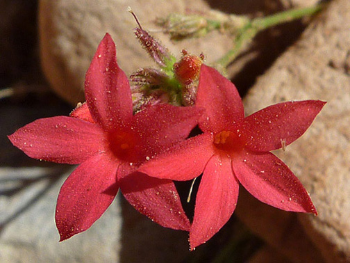 Coral gilia---Lower Mule Mountain Utah