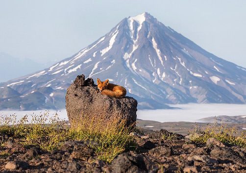 Red fox in front of the Vilyuchik Volcano,