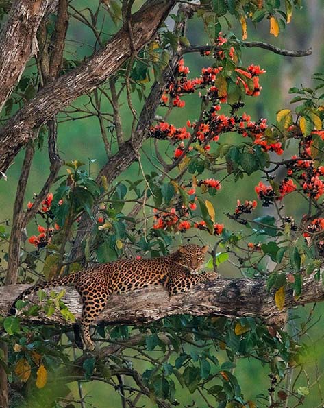 @yashasnarayan Wild.Arc leopard reclining