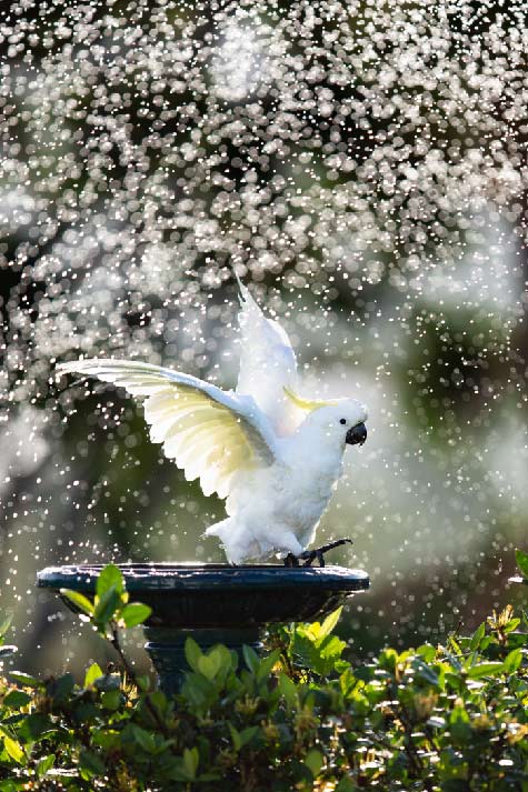 A-Lovely-Sprinkle-sulphur-crested-cockatoo-by-Alison-Langevad