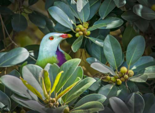 Always-timid-and-reclusive-this-wompoo-fruit-dove-felt-safe-enough-surrounded-by-its-favourite-food-to-pose-for-a-portrait-in-a-Moreton-Bay-fig
