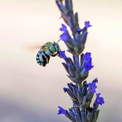 Blue banded bees that use buzz pollination