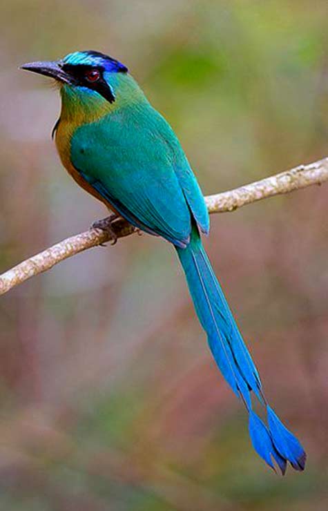 Blue-crowned-Motmot