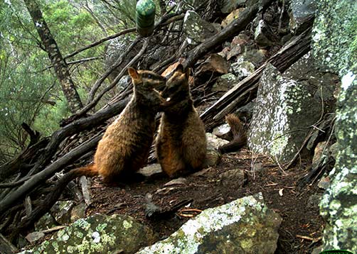 Brush tailed Rock Wallabies Petrogale penicillata having a tender moment in the Little River Gorge in East Gippsland Jim Reside
