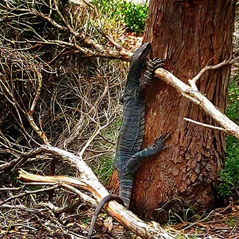 Climbing-Goanna-Peter-John-Meredith