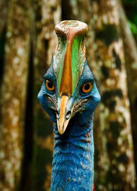 Lae-cassowary living dinosaur from Queensland