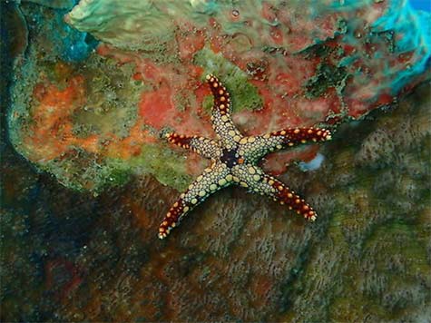 Noduled Sea Star Patomarazul