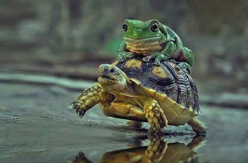 Free riding frog on turtle at Padang Indonesia by photographer Yan Hidayat