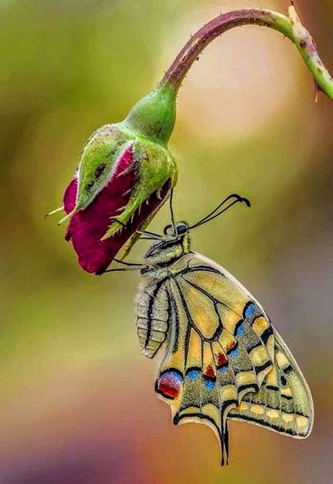Papilio machaon the queen of butterflies