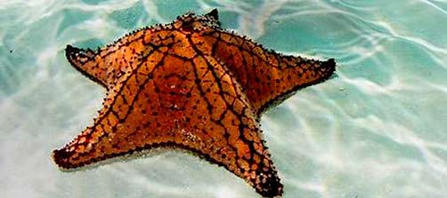 Red cushion sea star off the coast of Belize