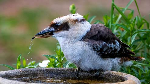 kookaburra at water fountain