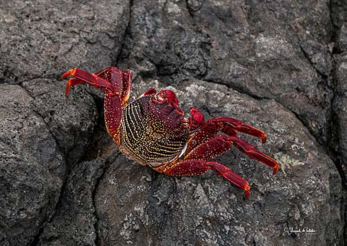 Gran Canaria Island--Juan Ramon Rodriguez 