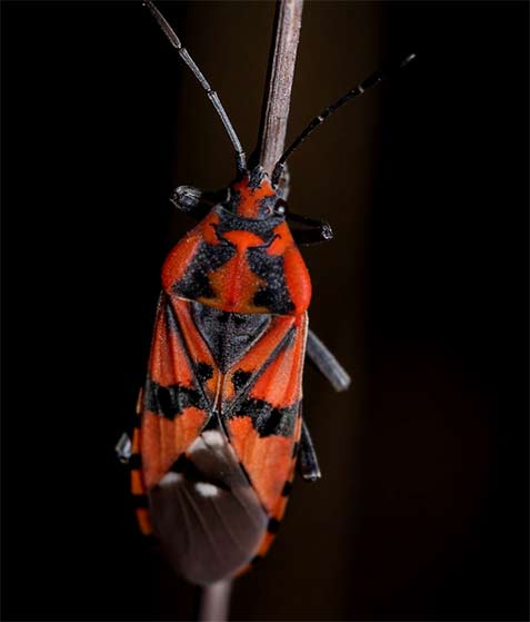 Spilostethus pandurus is a species of ground bug by Flavio