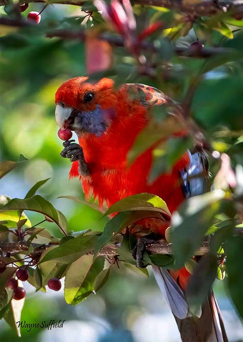 The right handed crab apple poacher. Crimson Rosella