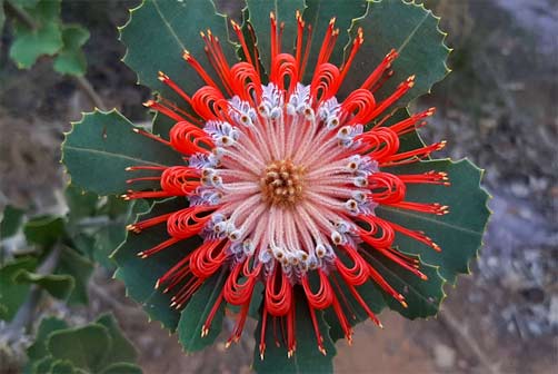 Scarlet Banksia -- Nick Monaghan