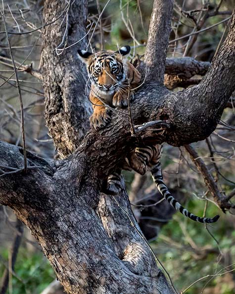 Young tiger climbing a tree Ranthambore tiger reserve India Richard Barrett