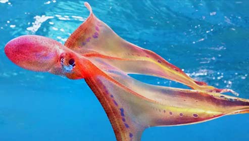 rare image of blanket octopus