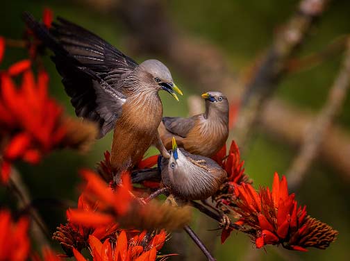 photo by Touhid Parvez Biplob Chestnut tailed starling Sturnia malabarica Satchari National Park