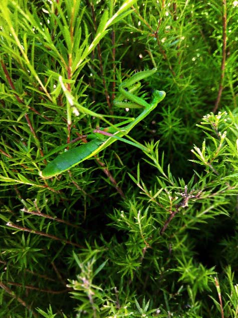 dancing-praying-mantis-