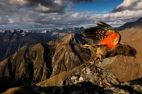 endangered kea is the worlds only alpine parrot