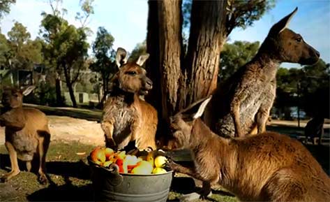 kangaroos-feasting-on-fruit