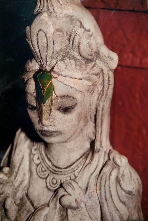 kuan-yin-with-visiting-cicada