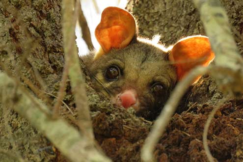 Possum at Boonah Park