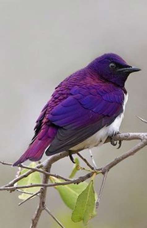 purple-bird - Violet-backed starling