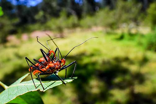 red asasssain bugs