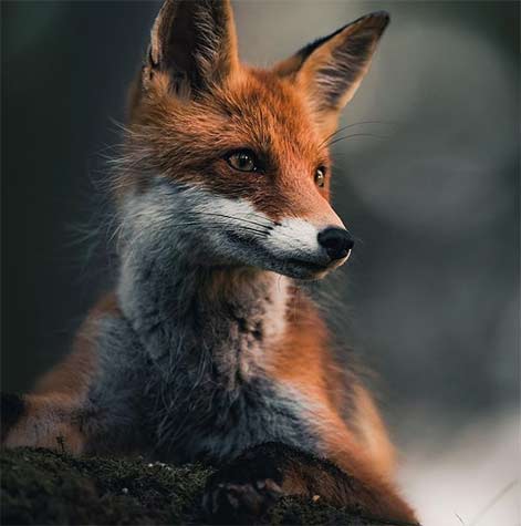 red-fox by Konsta Punkka