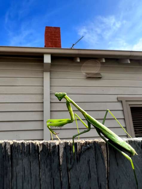 Justin Baker-preying mantis on fence