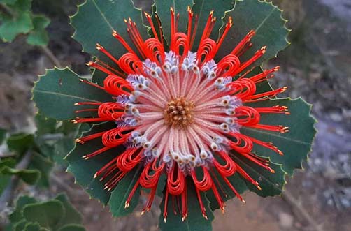 Banksia-coccinea-flowering-in Stirling Range National Park Terry Dunham