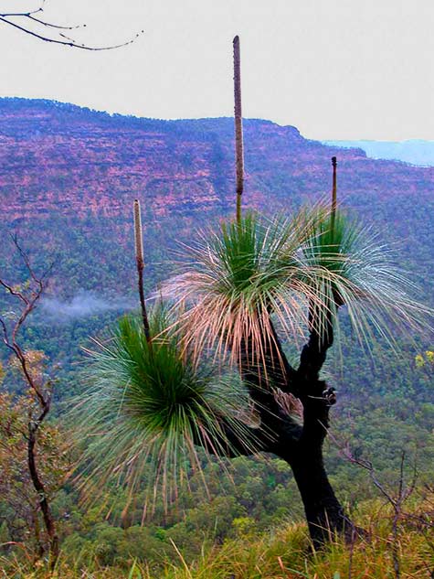 mystical iconic Australian grass tree