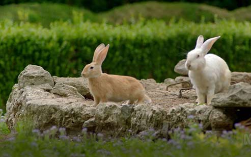 rabbit-Island