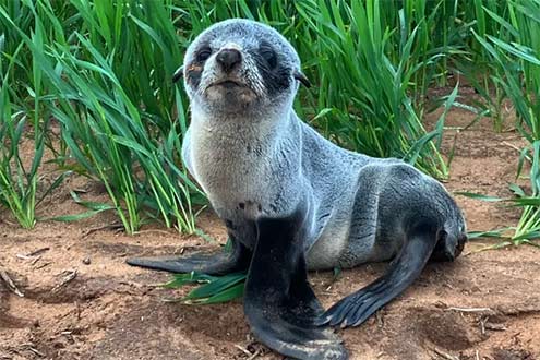 Seal pup found on farm in South Australia 3km from ocean---