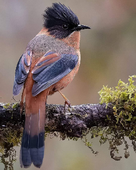Rufous-sibia-from-India